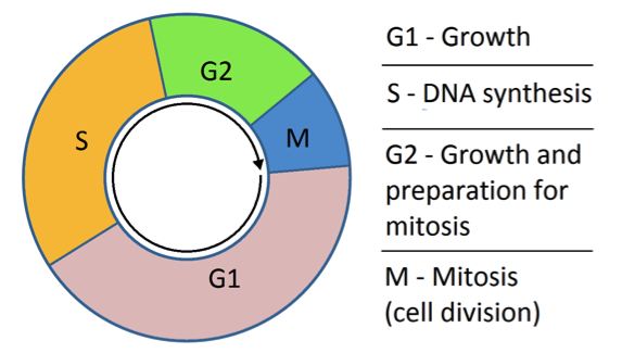 Phases of the cell cycle