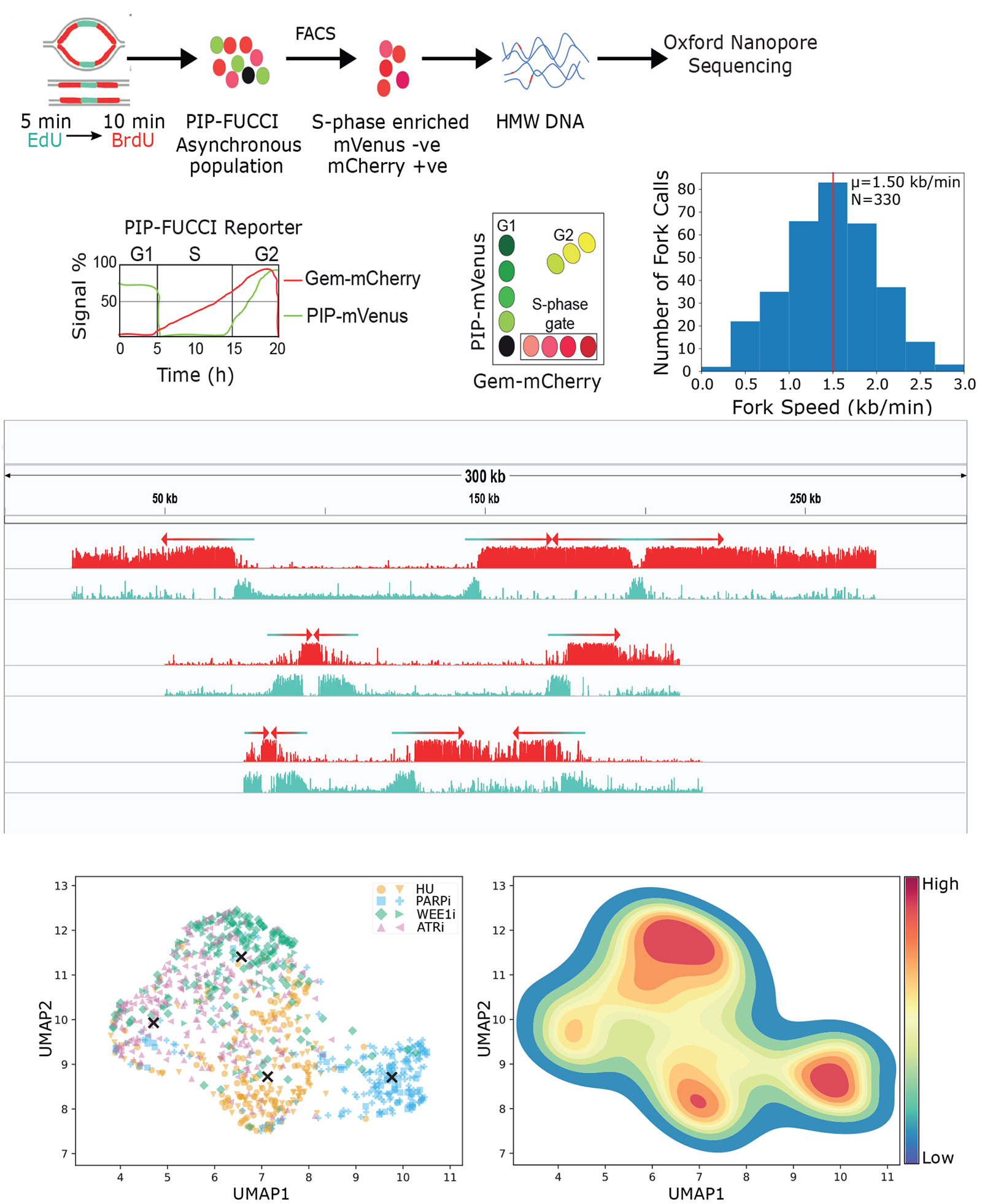 Nanopore