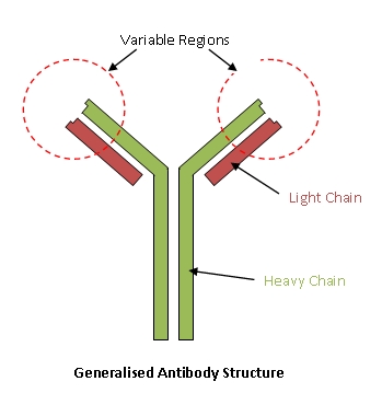 Generalised structure of an antibody