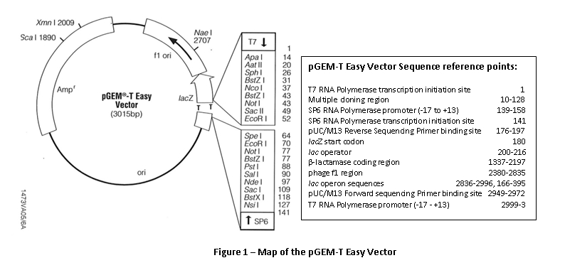 Map of the pGEM-T plasmid vector
