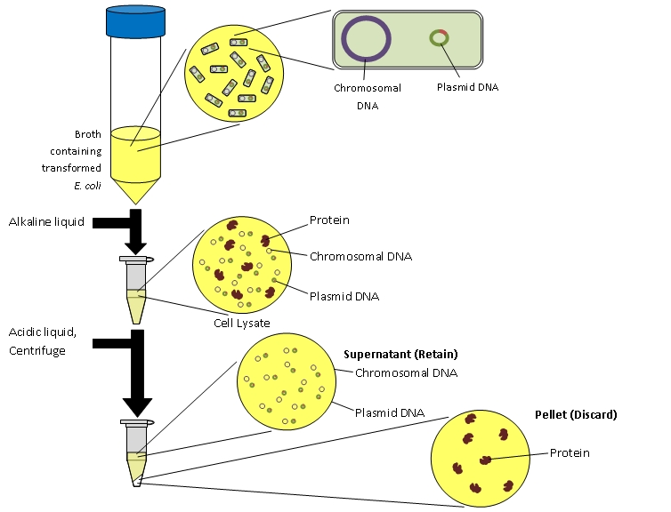 Процесс выделения днк. Трансформация e coli. Выделение ДНК из бактерий. Plasmid Isolation. Плазмида e coli.