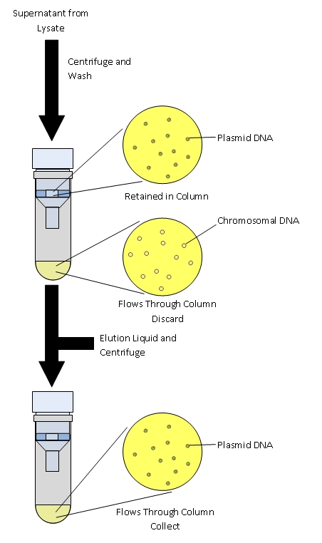 Mini-prep - extraction of plasmid