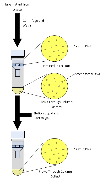 plasmid dna isolation