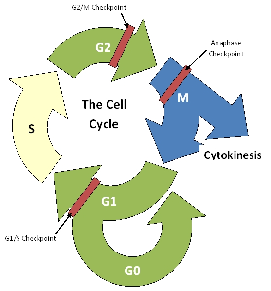 the Cell Cycle