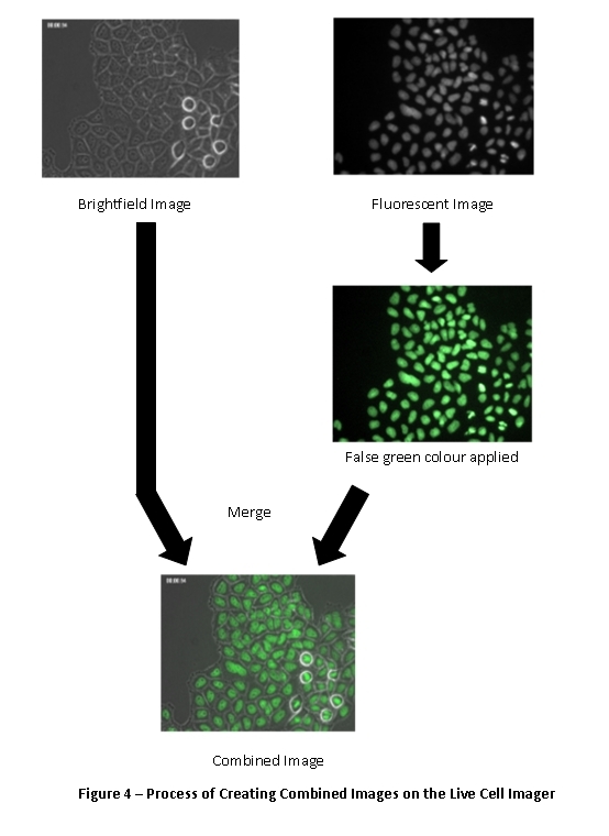 Making a combined channel image use the live cell imager
