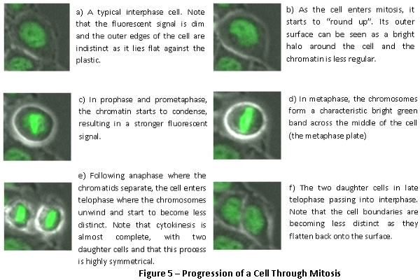 Progression of a cell through mitosis