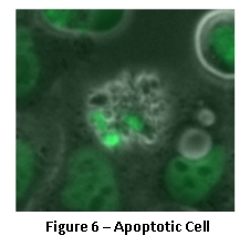 Apoptotic Cell