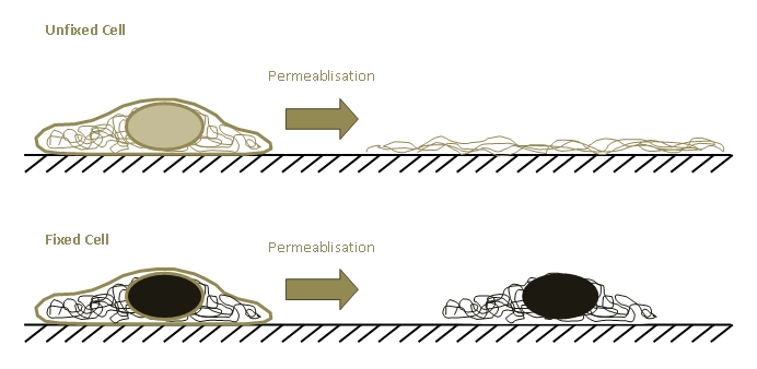 The process of cell fixation