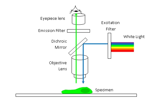 The basis of fluorescence microscopy