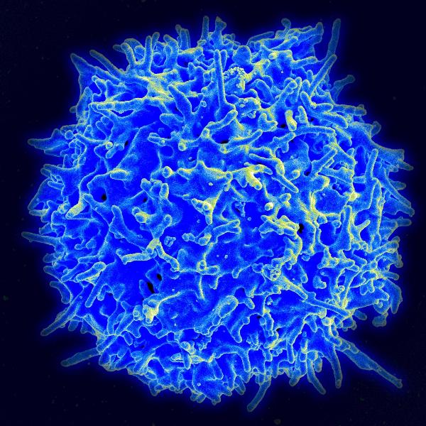 Healthy human T cell