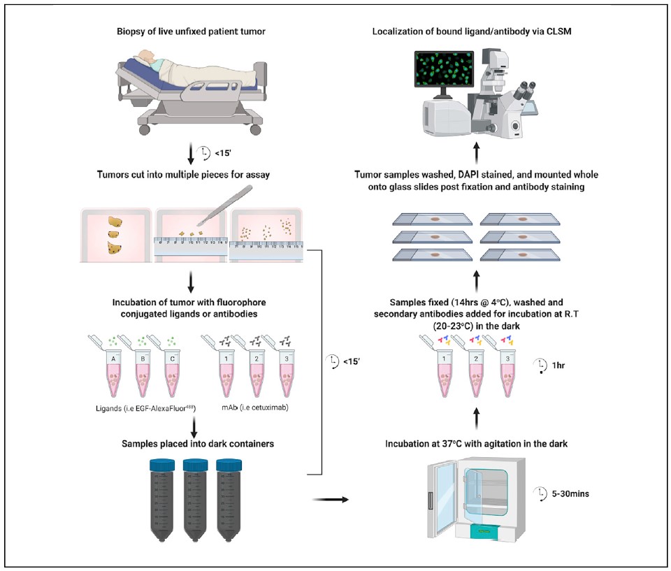 Innovative technique to improve cancer treatments