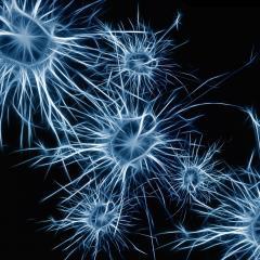 Brain Foundation supports UQ projects