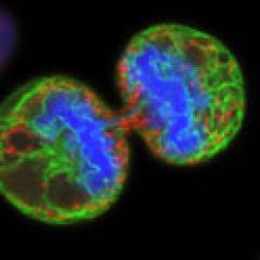 Melanoma cell dividing 