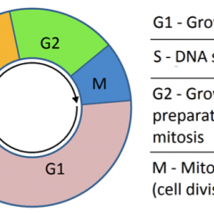 Phases of the cell cycle