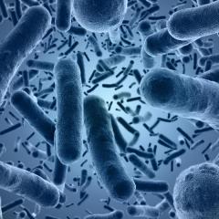 Microbes