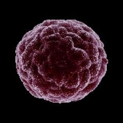 Cells