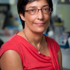 Professor Ranjeny Thomas